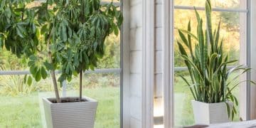 Breathe Easy: Tips & Products to Improve Your Home's Air Quality - Cover Image